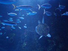 -太平洋海底世界