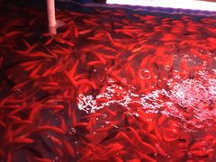 -山东柏宁水族批发广场