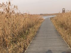 -盐城丹顶鹤湿地生态旅游区