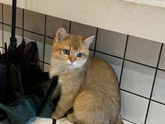 -春莱·老挝冰咖啡·泰式奶茶(柯桥万达店)