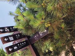 -日照海滨国家森林公园