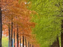 -上海长兴岛郊野公园