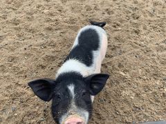 -前小桔亲子创意农场·草莓采摘·露营烧烤