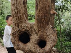 -上海佘山国家森林公园天马山园