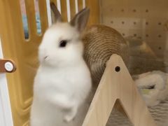 -嘉馨宠物医院·CT影像转诊·心脏科·犬猫全科诊疗中心(下沙大学城院区)