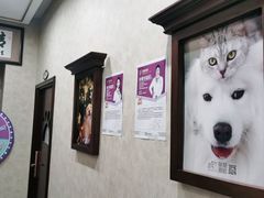 -宠爱国际动物医院· 猫科· 外科·中兽医(长白店)