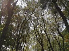 -柳浪闻莺公园