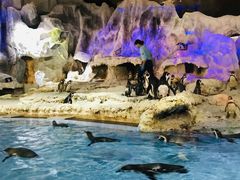 -帝企鹅自助餐厅•儿童岛•真企鹅(长隆企鹅酒店)