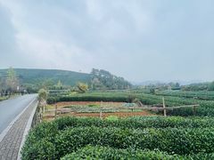 -龙坞茶村