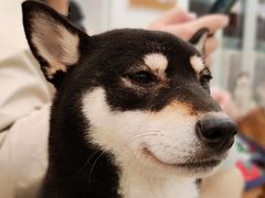-和它·交个朋友·狗咖猫咖(爱琴海店)