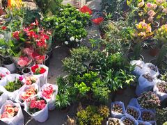 -中环花鸟鱼虫市场