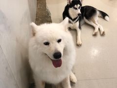 -共舞时光猫咖·狗咖(新街口店)