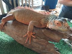 -清迈夜间动物园