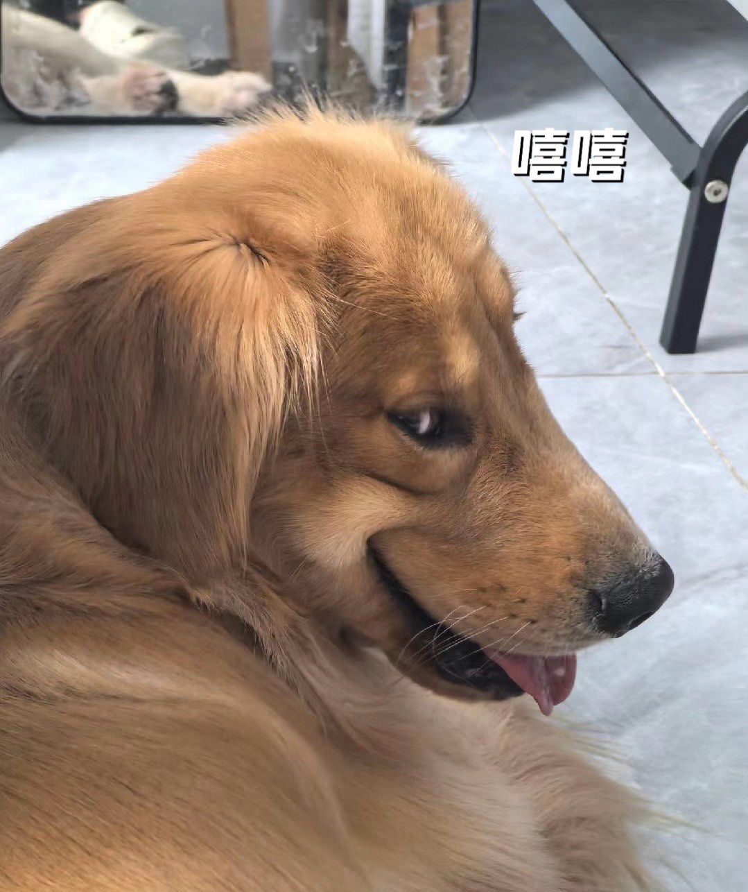 金毛是带点子猥琐在身上的