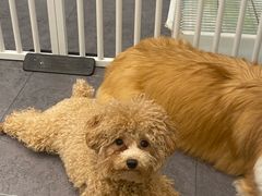 -有喵·猫咖·狗咖·40+猫狗有小奶狗(岗厦店)