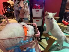 -猫色咖啡·猫咖