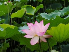 -荔湾湖公园
