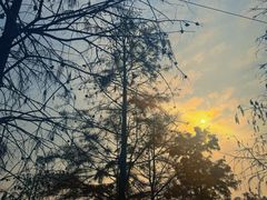 -上海海湾国家森林公园