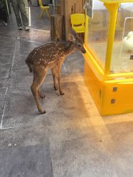 -神奇动物撸宠馆·羊驼·小浣熊·异宠(豫园店)