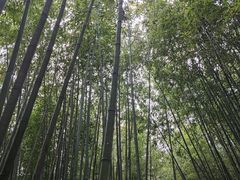 -泰山风景名胜区-普照寺