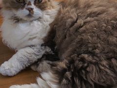 -猫小院猫主题咖啡厅(北锣店)