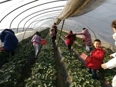 -胜丰草莓采摘园