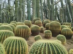 -南山植物园