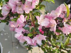 -海棠花溪(元大都城垣遗址公园)