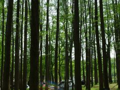 -上海共青森林公园