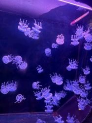 -Zoolung Zoolung动物主题公园(海信广场店)