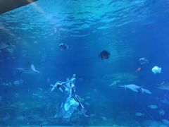 -烟台海昌鲸鲨海洋公园