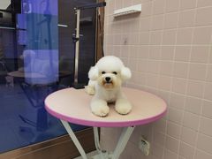 -FAELING PETS美天灵宠物(富力广场店)