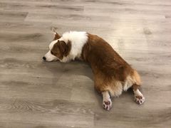 -浣熊柯尔鸭土拨鼠·电玩咖