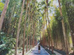 -中国科学院西双版纳热带植物园
