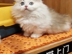 -欣宠猫屋·矮脚拿破仑·蓝金金渐层