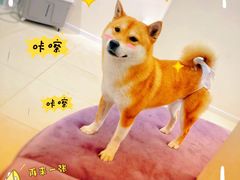 -怪兽屋·羊驼·猫咖·狗咖(俊华广场店)