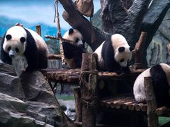 -成都大熊猫繁育研究基地