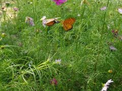 android_upload_pic-艾溪湖湿地公园