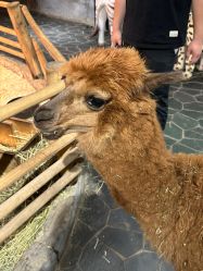 -Zoolung Zoolung动物主题公园(海信广场店)