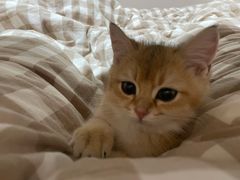 -飞行喵MR PILOT|猫舍·猫咖(静安大融城店)