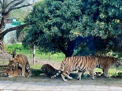 -深圳野生动物园