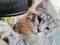 -十年猫舍·猫咪专门店(普陀店)