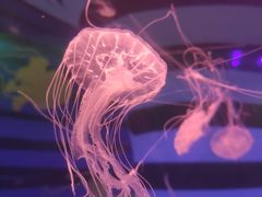 -海合安武汉极地海洋公园