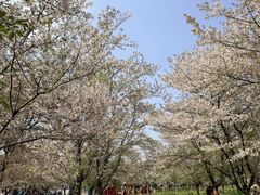 -天王浮山樱花园