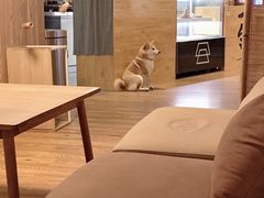 -柴务处·柴犬主题狗咖