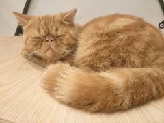 -飞行喵MR PILOT|猫舍·猫咖(静安大融城店)