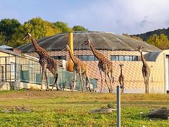 -哈尔滨北方森林动物园