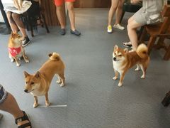 -柴源莊·柴小宠柴犬咖啡