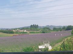 -紫颐香薰山谷景区