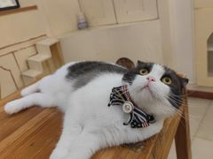 -猫小院猫主题餐厅(南锣旗舰店)